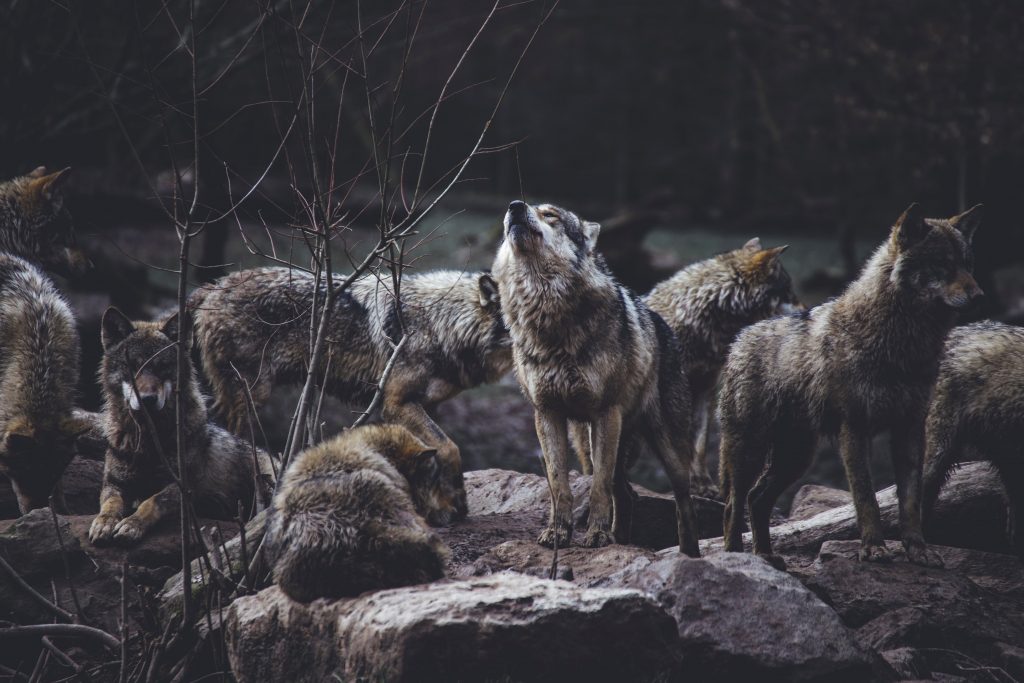 El lobo y su manada
